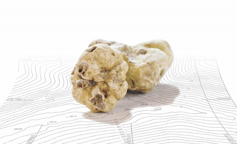 Frank´s Frischer Alba Trüffel (Tuber magnatum – Italien) 4,86€/g